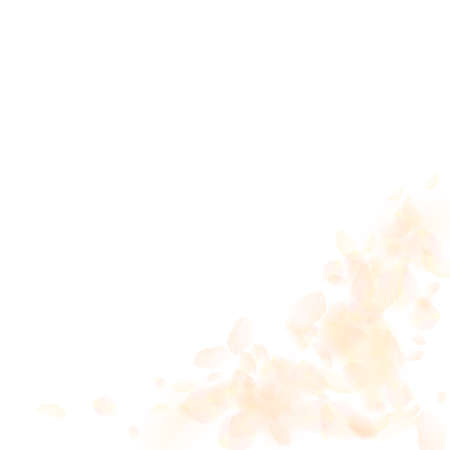 Yellow orange flower petals falling down. Fabulous romantic flowers corner. Flying petal on white square background. Love, romance concept. Alive wedding invitation.のイラスト素材