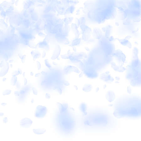 Light blue flower petals falling down. Bizarre romantic flowers gradient. Flying petal on white square background. Love, romance concept. Classic wedding invitation.のイラスト素材