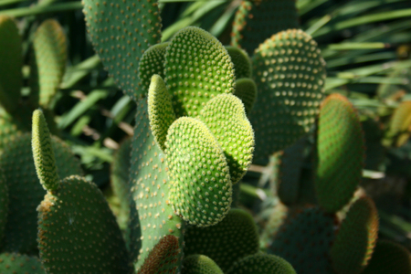 Opuntia cactus (prickly pears) and a ray of sunlight