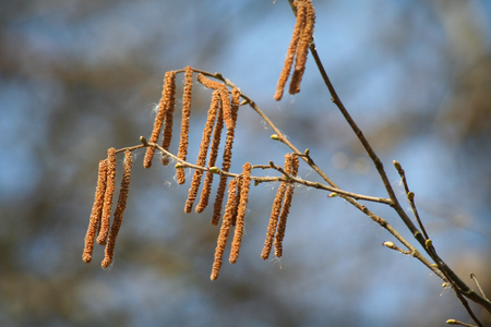 Catkin branches of hazel tree, closeup photo.の写真素材