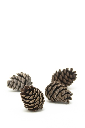 conifer coneの写真素材