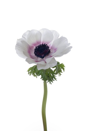 Anemoneの写真素材