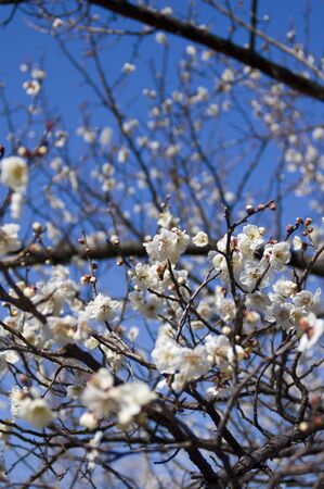 japanese apricotの写真素材