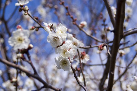 japanese apricotの写真素材