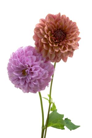 Dahliaの写真素材