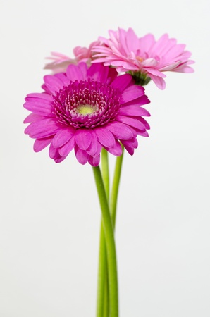 gerberaの写真素材