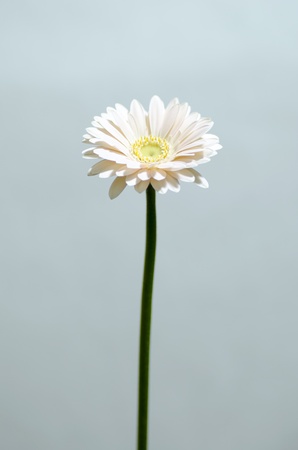 gerberaの写真素材