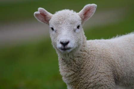 Lamb faceの写真素材