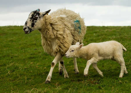 Sheep with lambの写真素材