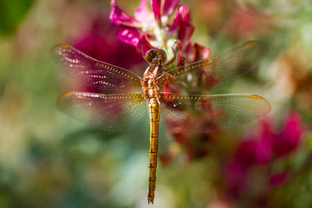 Dragonfly resting on honeysuckleの写真素材