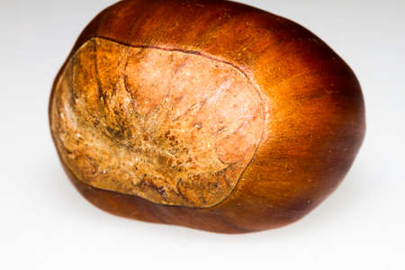 chestnut in isolationの写真素材