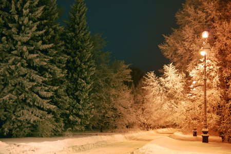 dark night, trees covered with snow の写真素材