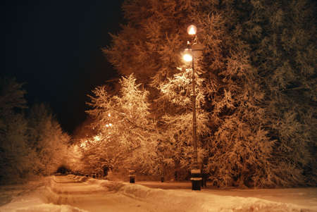 dark night, trees covered with snow の写真素材