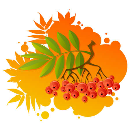 Red rowanのイラスト素材