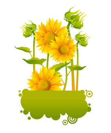 beautiful yellow Sunflowersのイラスト素材