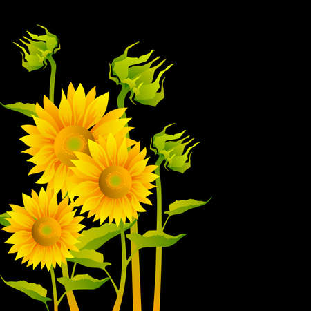 beautiful yellow Sunflowers on black backgroundのイラスト素材