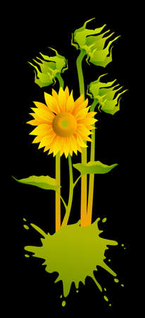 beautiful yellow Sunflowersのイラスト素材