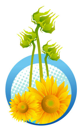 beautiful sunflowers on blue backgroundのイラスト素材