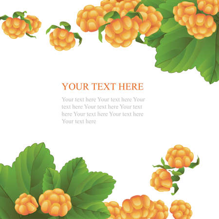 Fresh cloudberry on white backgroundのイラスト素材