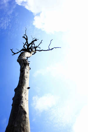 dry tree on the skyの写真素材