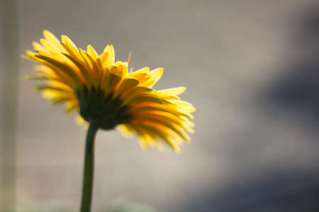 Gerbera jamesonii in garden Compositae flowerの写真素材