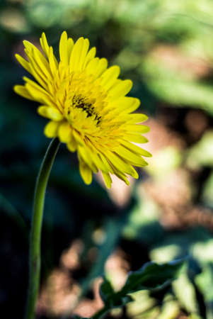 Gerbera jamesonii in garden Compositae flowerの写真素材