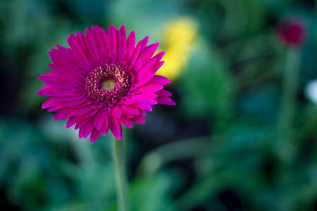 Gerbera jamesonii in garden Compositae flowerの写真素材