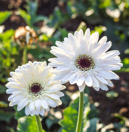 Gerbera jamesonii in garden Compositae flowerの写真素材
