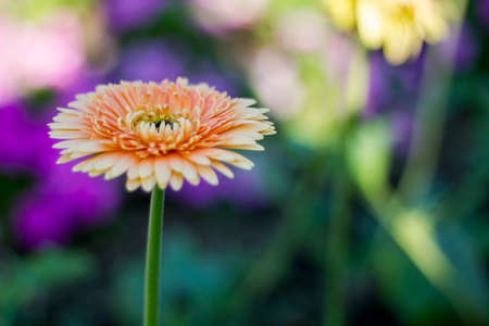 Gerbera jamesonii in garden Compositae flower