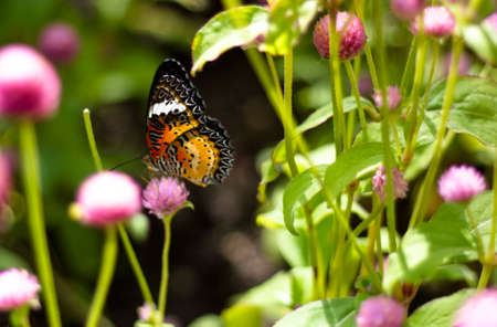 Butterfly Flowers , Globe amaranthの写真素材
