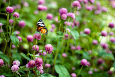 Butterfly Flowers , Globe amaranthの写真素材