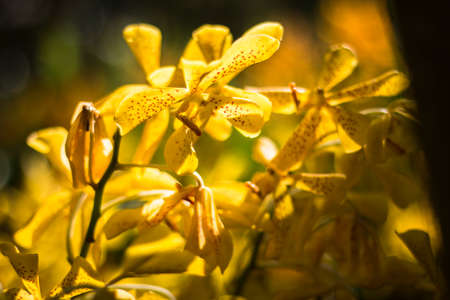 oranges orchid beautiful in garden,Thai Orchidの写真素材
