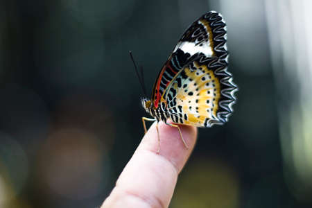 Butterfly on kid's fingerの写真素材