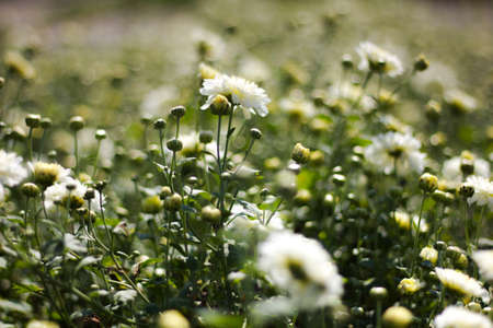 chrysanthemum flower
