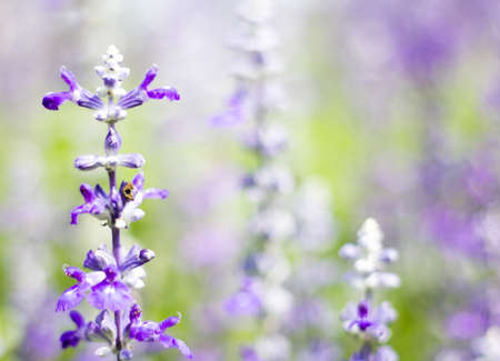 white and violet Salvia flower in fieldの写真素材
