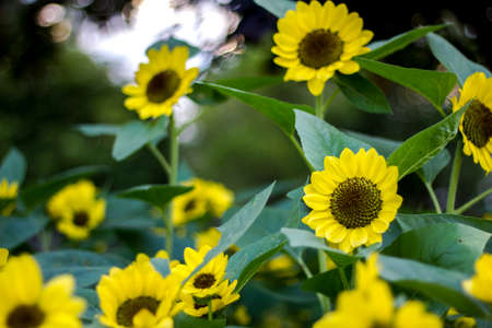 Singapore dailsy flower in the garden.Yellow flowersの写真素材