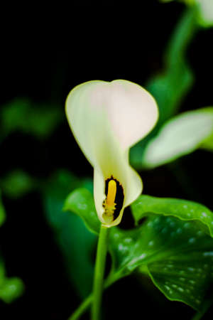 Beautiful White Spathiphyllum (Peace Lily) Flower on Black Backgroundの写真素材
