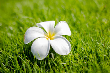 Plumeria flower on green grass backgroundの写真素材