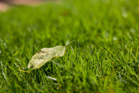 Perfect green background by the fresh grassの写真素材