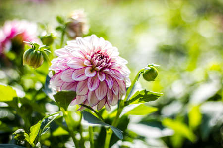 Close view of a white pink flower dahliaの写真素材
