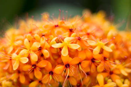 Flowers orange,backgroundの写真素材