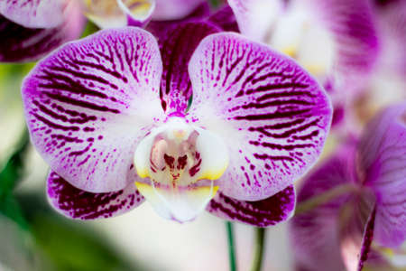 Close-up of purple orchid phalaenopsis. Bouquet of flowers orchids.の写真素材