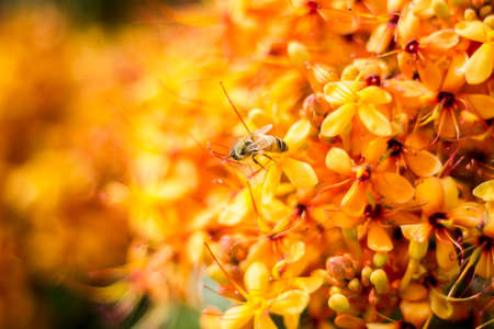 Flowers orange,backgroundの写真素材