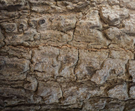 Tree bark texture background