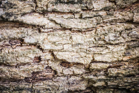 Tree bark texture background