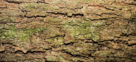 Tree bark texture background