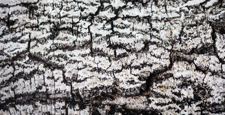 Tree bark texture backgroundの写真素材