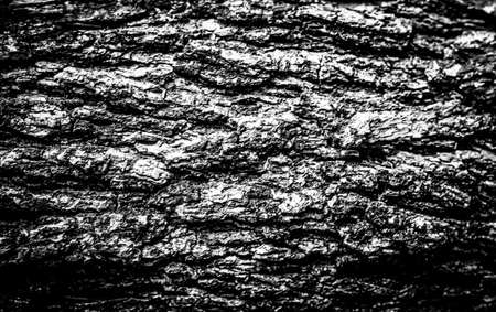 Tree bark texture backgroundの写真素材