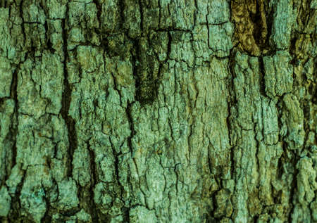 Tree bark texture backgroundの写真素材