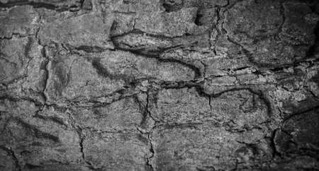 Tree bark texture backgroundの写真素材